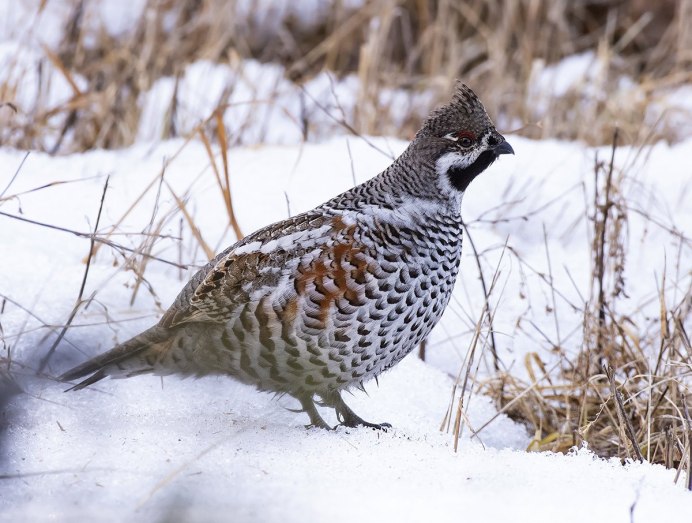 Серая куропатка (Perdix Perdix)