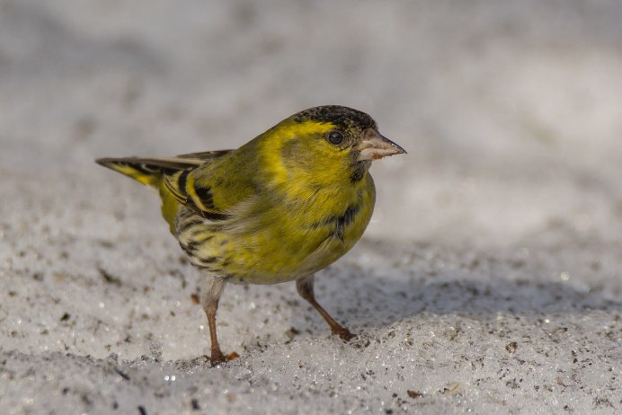 Чиж самка и самец