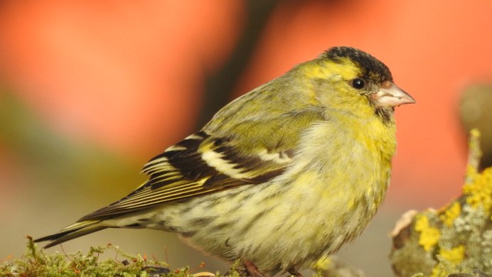 Чиж самка фото