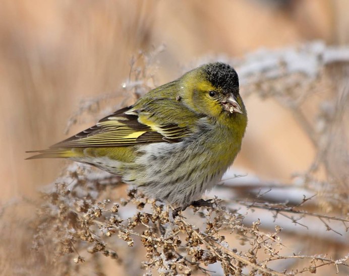 Короткохвостый Чиж фото