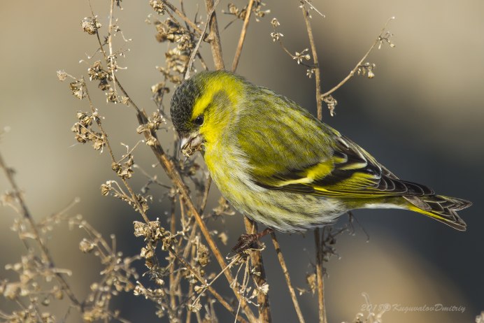 Черный Чиж птица