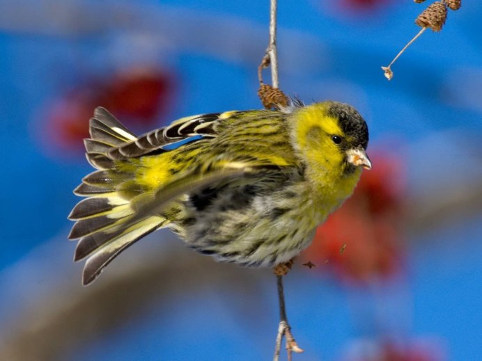 Чиж птица пение