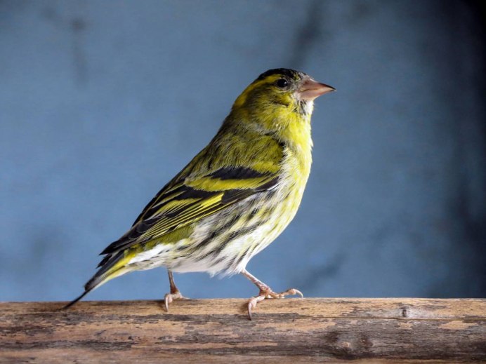 Зимующие птицы Чиж