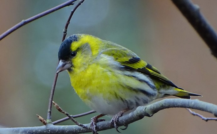 Картинки Весна животные