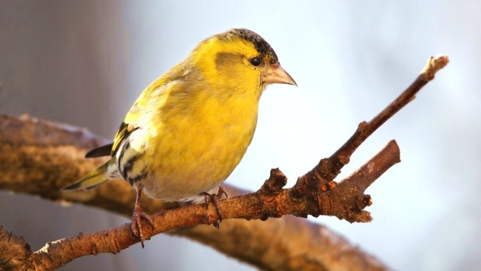 Чиж – Spinus Spinus (l., 1758)