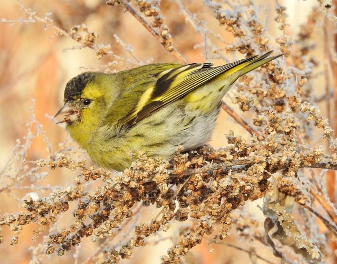 Чиж и Чижата