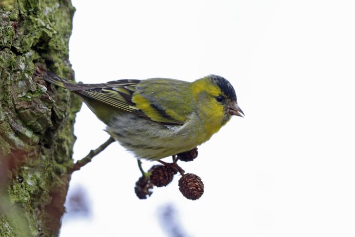 Магелланов Чиж