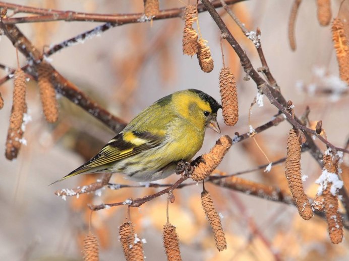 Слеток Чиж птица