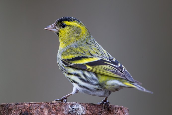 Spinus Spinus Жаворонок