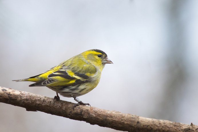 Чиж на белом фоне