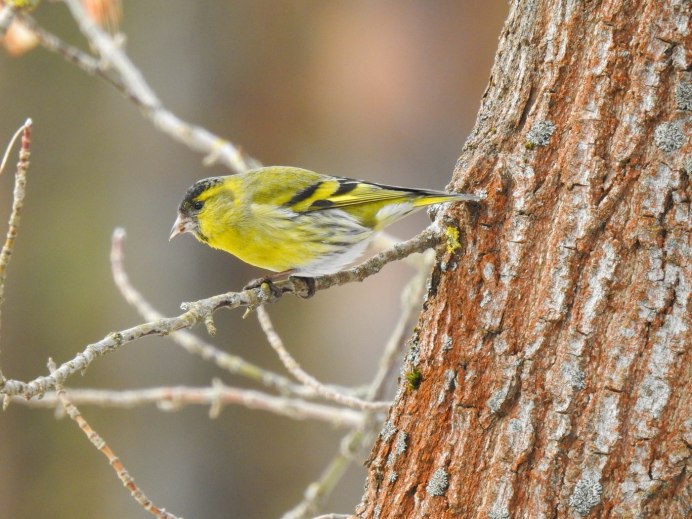 Птицы чижи в Калининграде