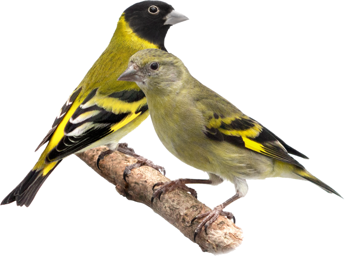 Чиж (Carduelis Spinus)