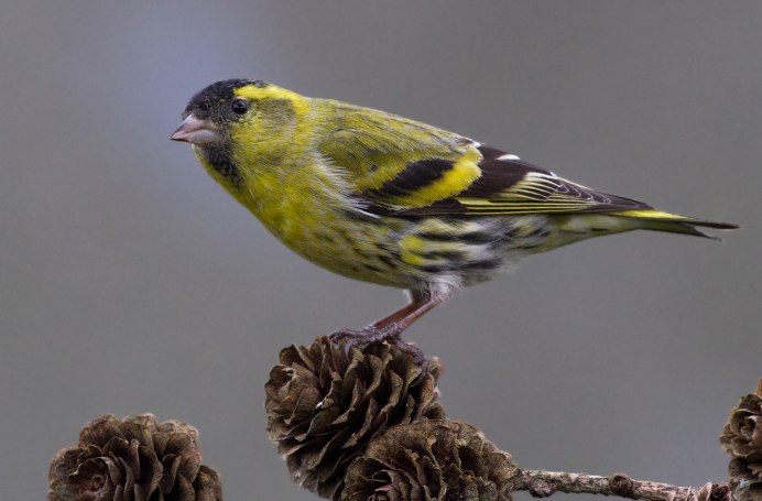 Spinus Spinus Чиж самец