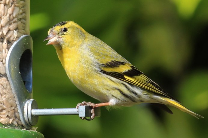 Желтолицый Чиж