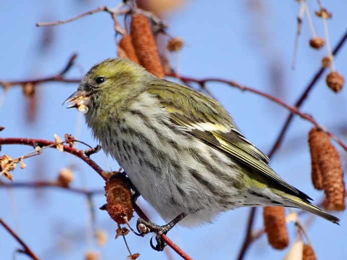 Певчие птицы Чиж
