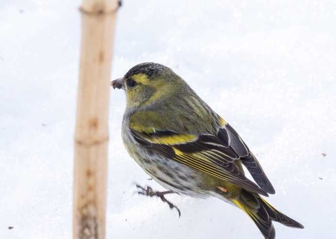 Американский Чиж пение