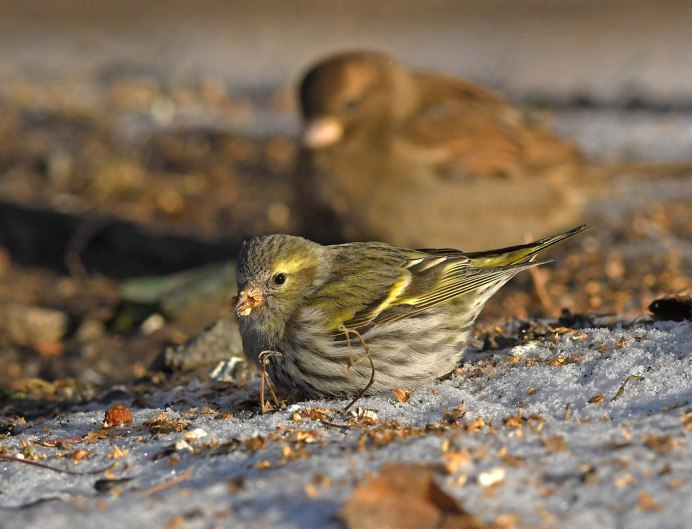 Чижик самка