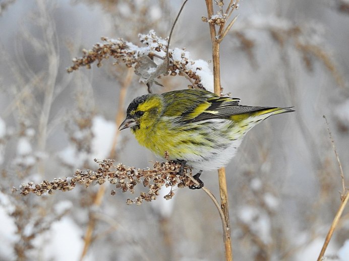 Spinus Spinus Зяблик