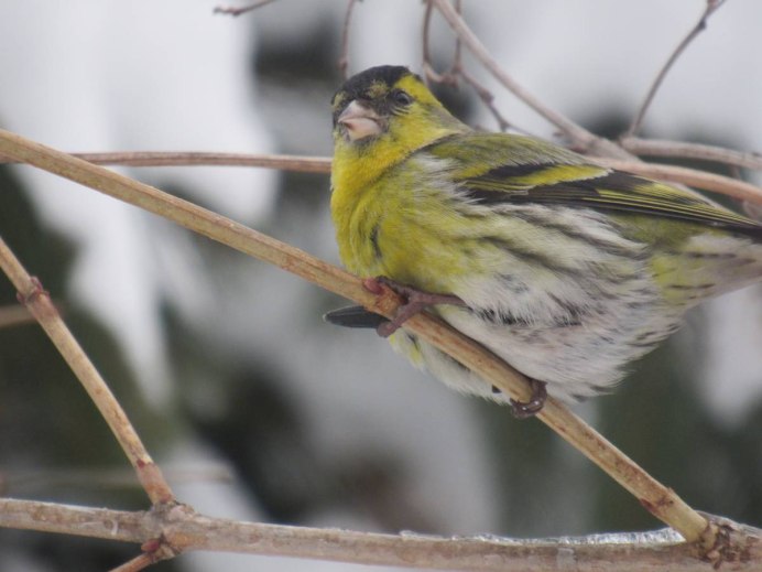 Зимующие птицы Чиж