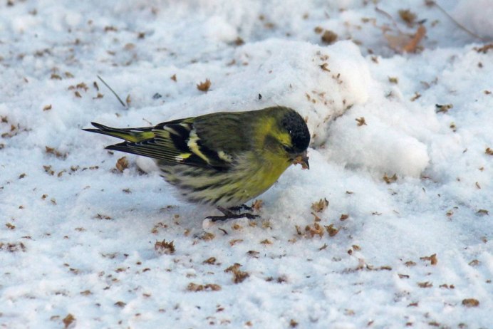 Зимующие птицы Чиж