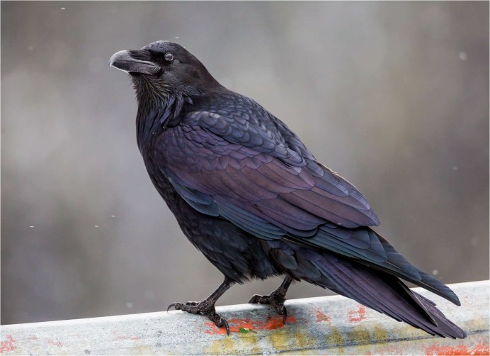Корвус Коракс ворон