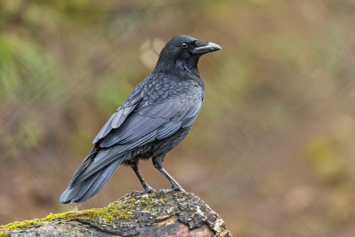 Черный ворон Corvus Corax