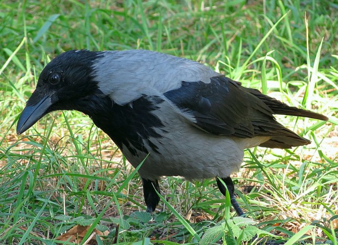 Ворона американская (Corvus brachyrhynchos)