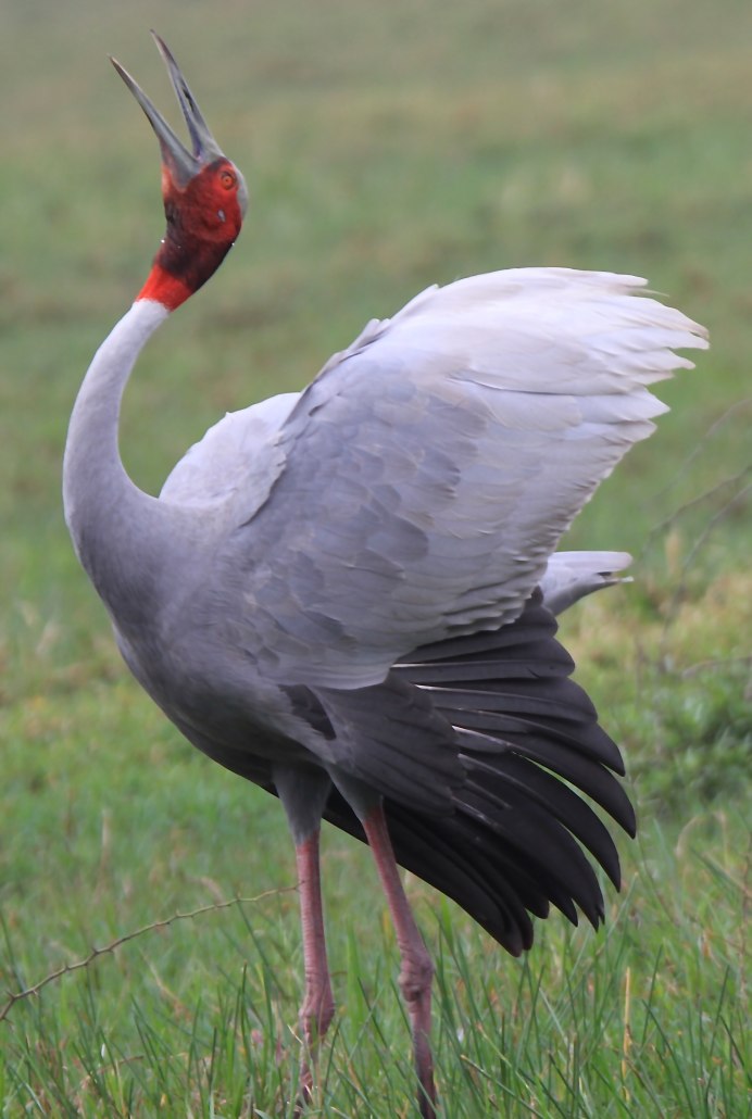 Sarus Crane