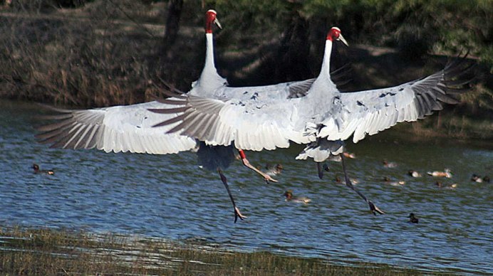 Sarus mobile