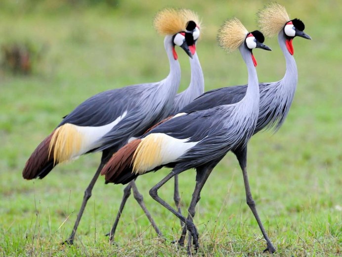 Sarus Crane