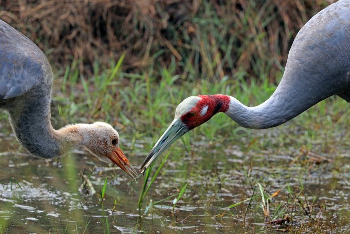 Banded Crane