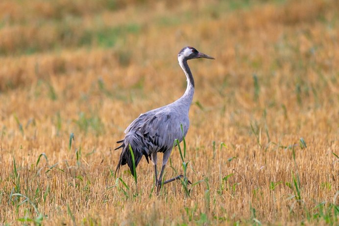 Sarus Crane