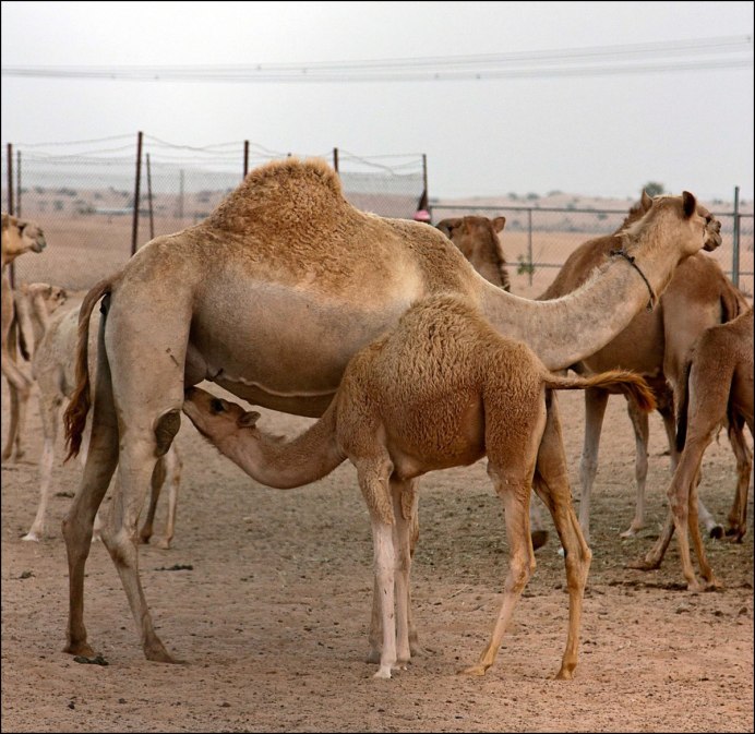 Верблюд и верблюжонок