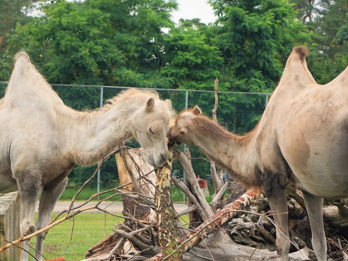 Верблюд в зоопарке Москвы