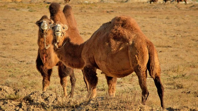 Верблюд без горба