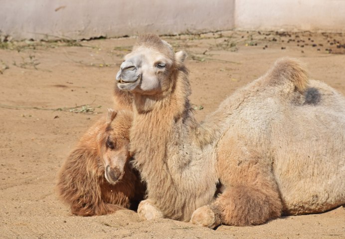 Арабиан верблюд