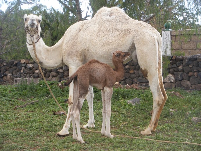 Дикий верблюд Пржевальского