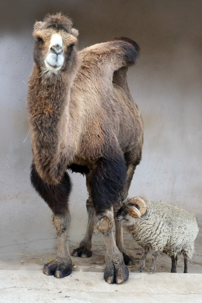 Верблюд двугорбый Camelus bactrianus