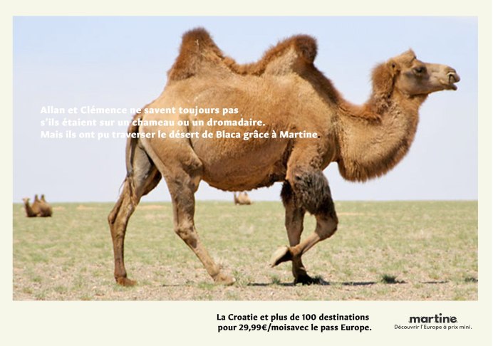 Одногорбый братишка бактриана