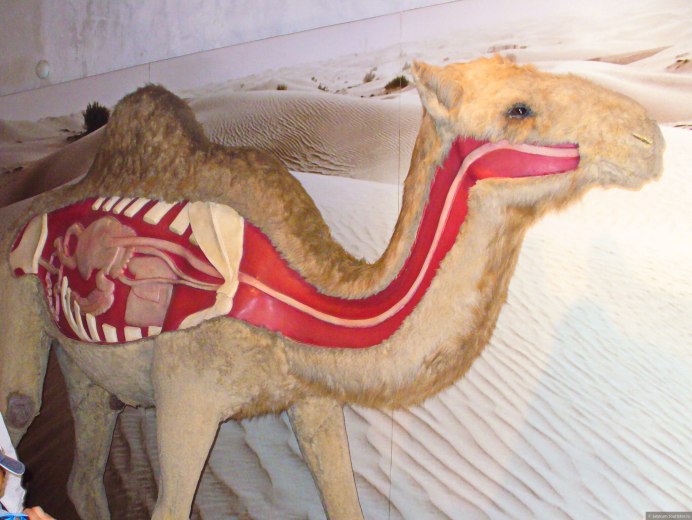 Верблюд с 5 горбами
