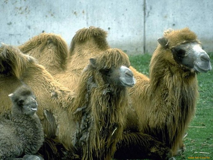 Верблюды в пустыне