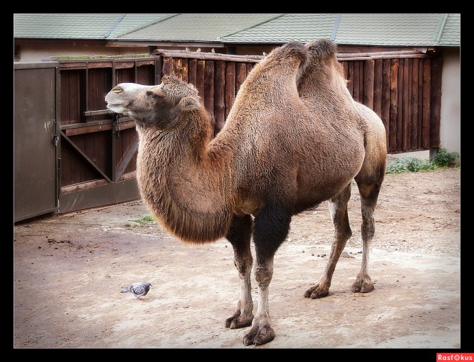 Трехгорбый верблюд беременный