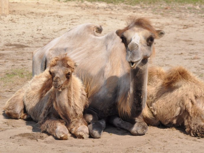 Аравийский верблюд