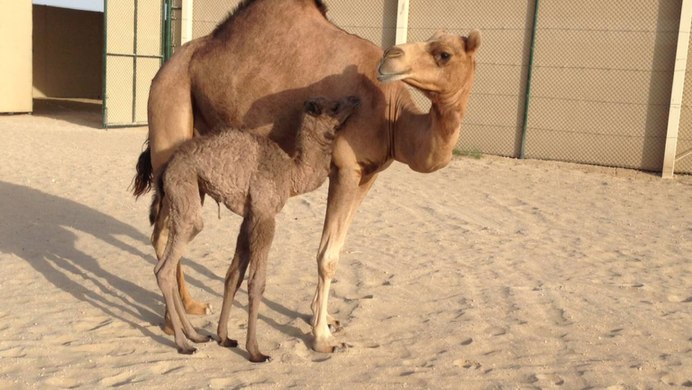 Адаптация животных верблюд