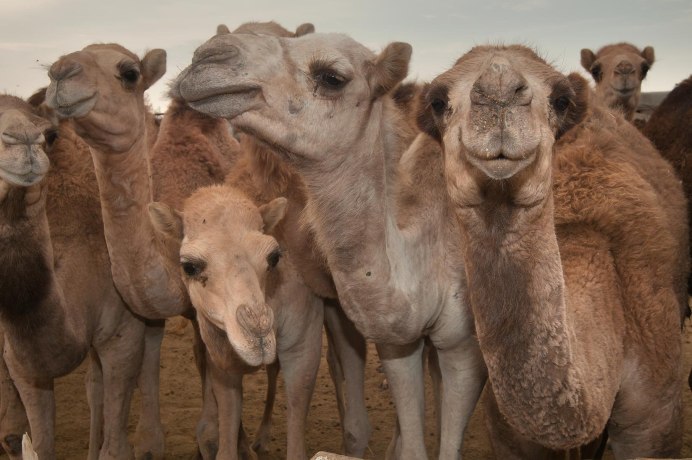 Маленький верблюд