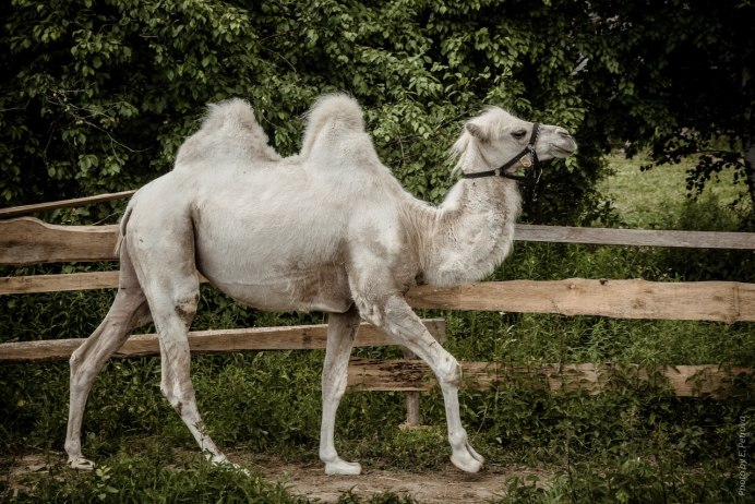 Мозоленогие фото