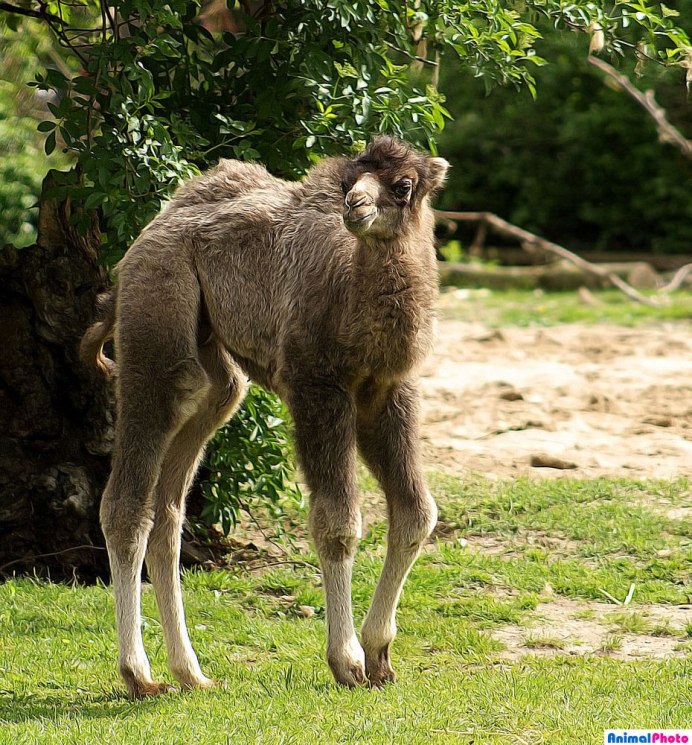 Дикий двугорбый верблюд (Хаптагай)
