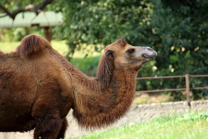 Красный верблюд