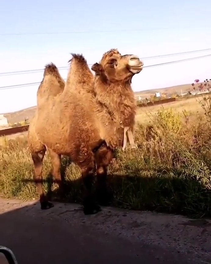 Двугорбый верблюд