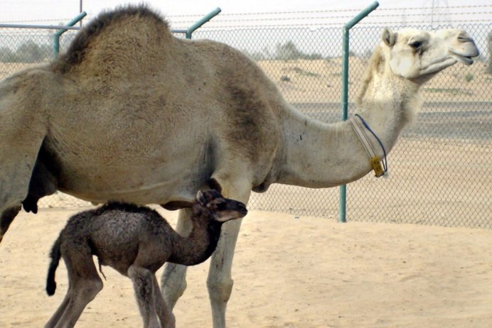 Домашние животные верблюд